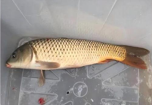 鲤鱼养殖爆料视频大全集,视频大全集深度解析 第2张 鲤鱼养殖爆料视频大全集,视频大全集深度解析 第2张